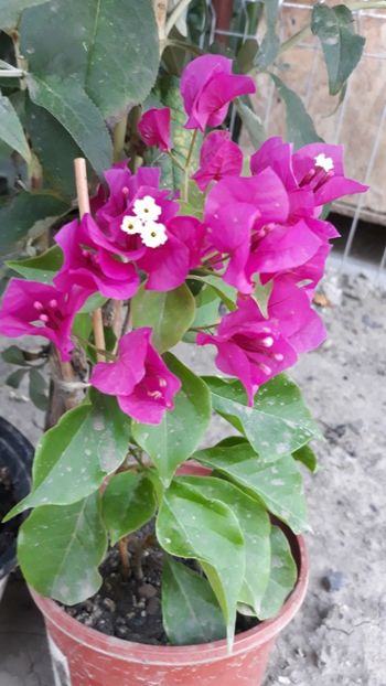  - Bougainvillea 2019-2020