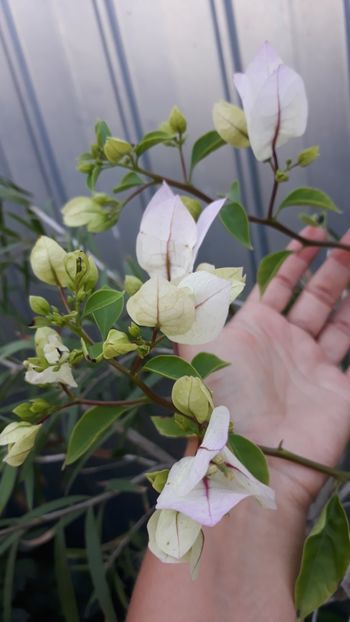  - Bougainvillea 2019-2020