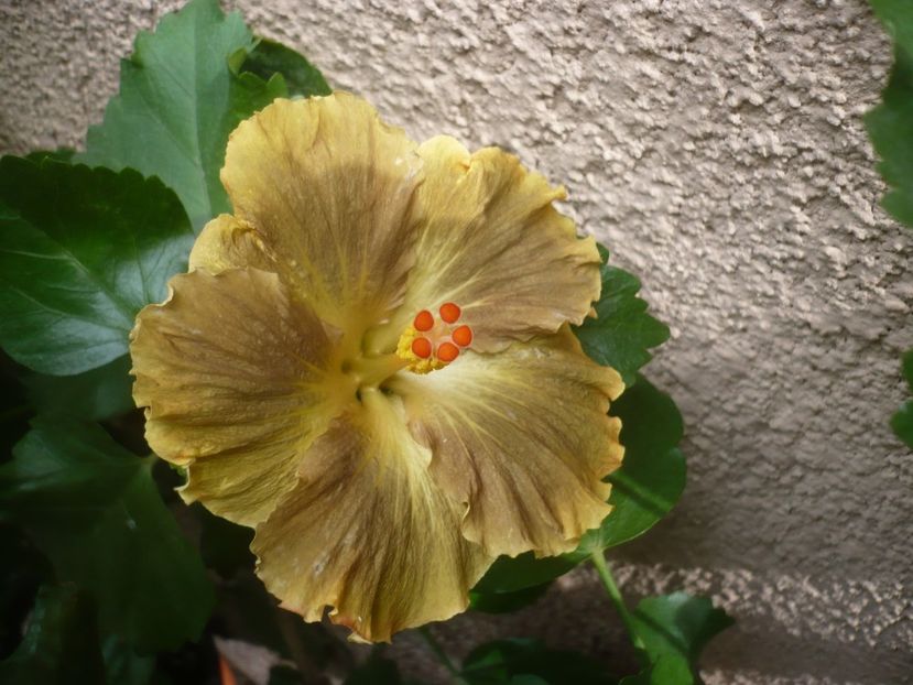 P1420469 - HIBISCUSI 2019-2