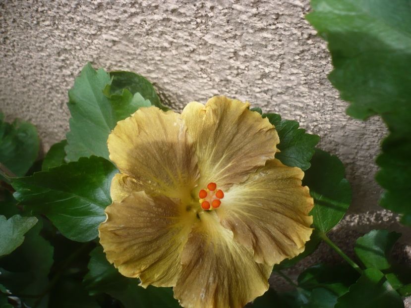 P1420470 - HIBISCUSI 2019-2