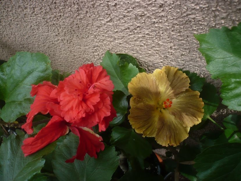 P1420471 - HIBISCUSI 2019-2