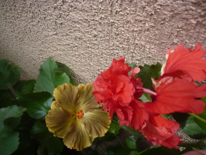 P1420472 - HIBISCUSI 2019-2