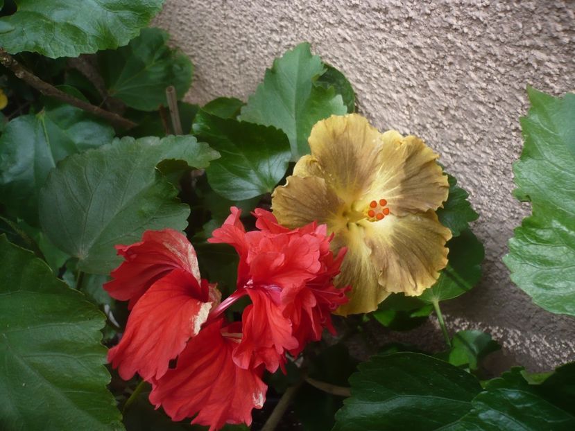 P1420473 - HIBISCUSI 2019-2