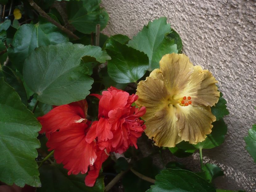 P1420474 - HIBISCUSI 2019-2