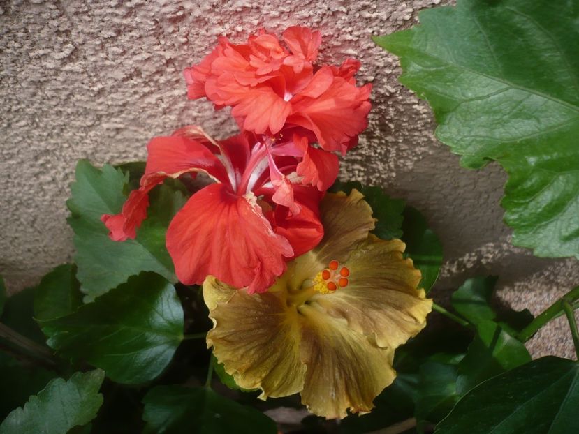 P1420476 - HIBISCUSI 2019-2