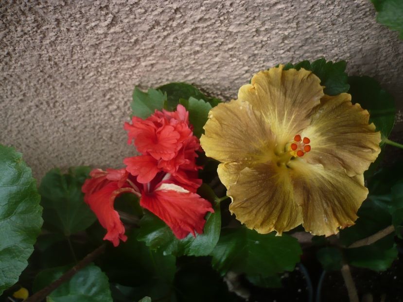 P1420477 - HIBISCUSI 2019-2