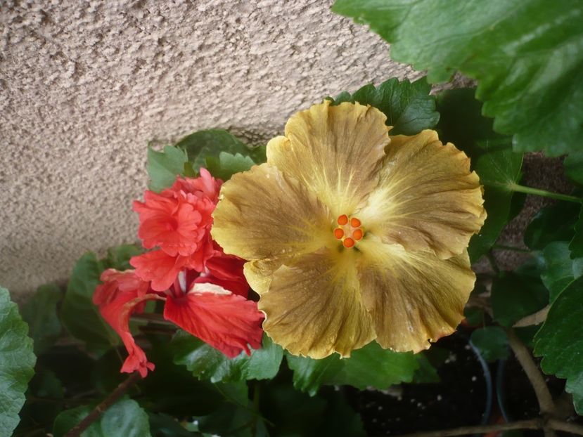 P1420478 - HIBISCUSI 2019-2