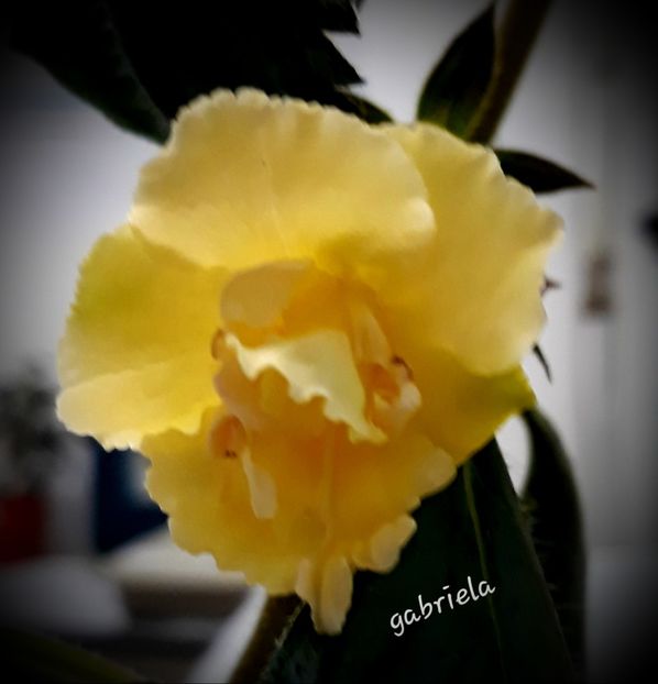  - Yellow English Rose