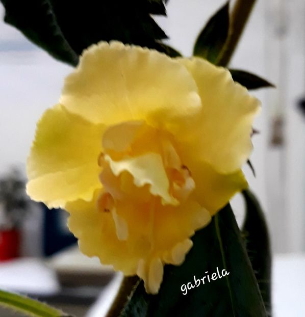  - Yellow English Rose
