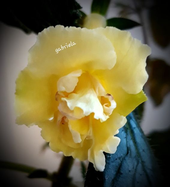  - Yellow English Rose