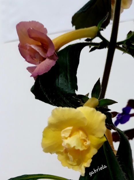  - Yellow English Rose