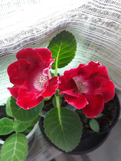  - Gloxinia din seminte