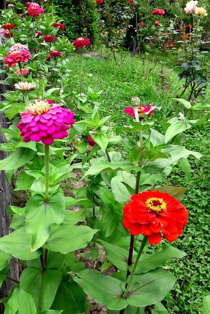  - AAAA__CARCIUMARESE 2015_2017_2018_2019