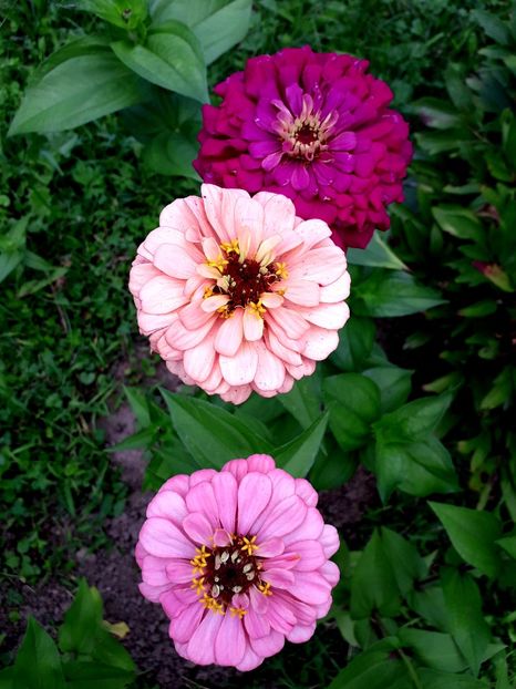  - AAAA__CARCIUMARESE 2015_2017_2018_2019