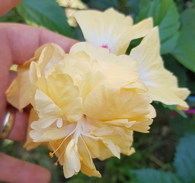  - 1-2 HIBISCUS