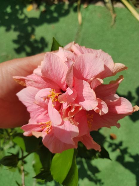  - 1-2 HIBISCUS