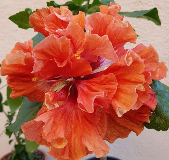  - 1-2 HIBISCUS