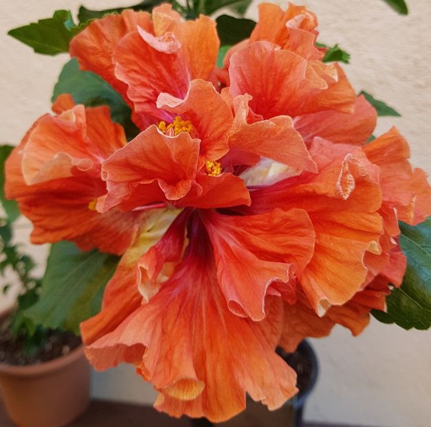  - 1-2 HIBISCUS