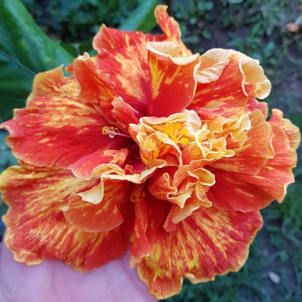  - 1-2 HIBISCUS