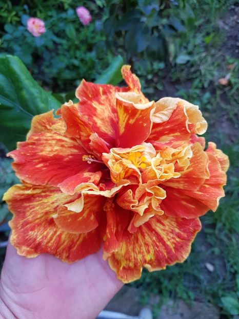  - 1-2 HIBISCUS