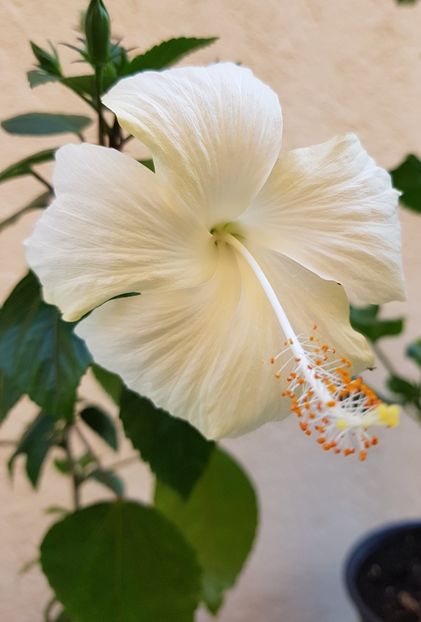  - 1-2 HIBISCUS