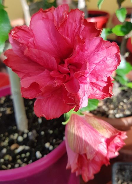  - 1-2 HIBISCUS