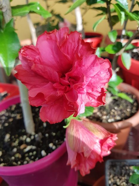 - 1-2 HIBISCUS