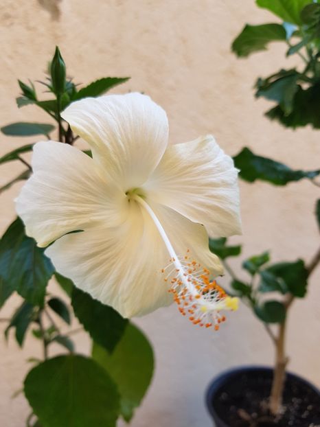  - 1-2 HIBISCUS