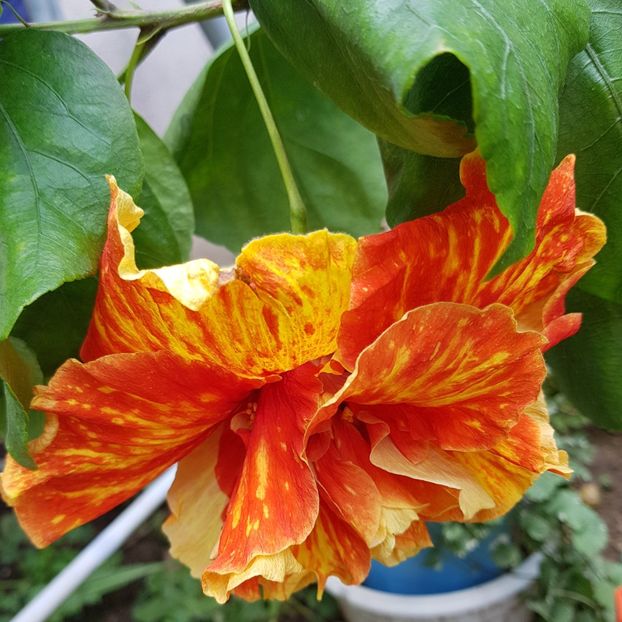  - 1-2 HIBISCUS