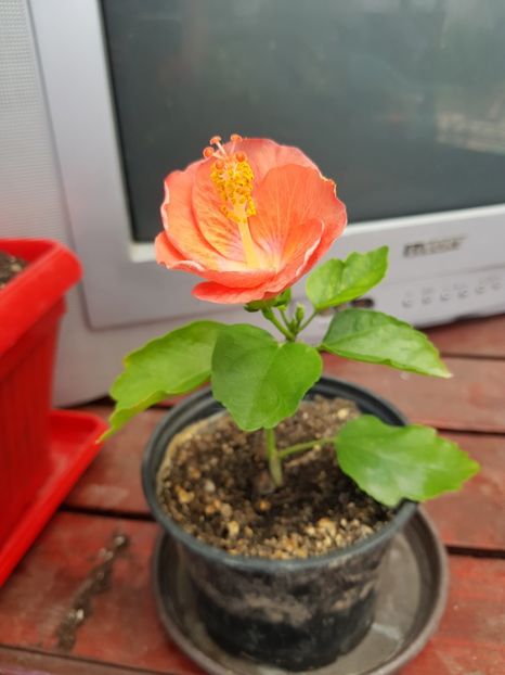  - 1-2 HIBISCUS