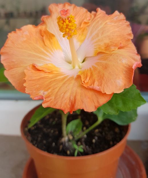  - 1-2 HIBISCUS