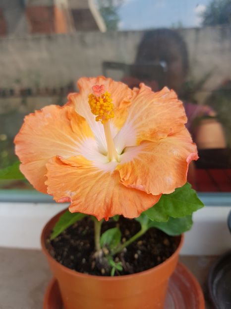  - 1-2 HIBISCUS