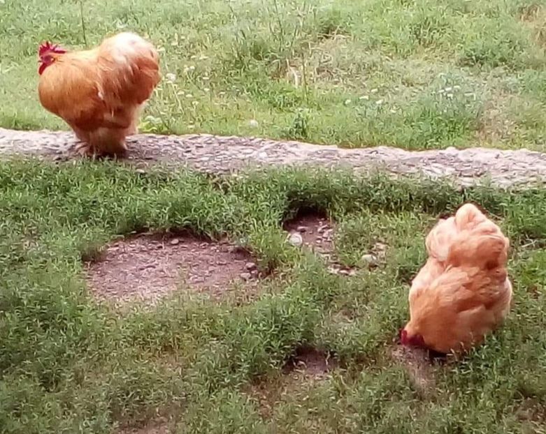  - Cochinchina pitic galben de vanzare