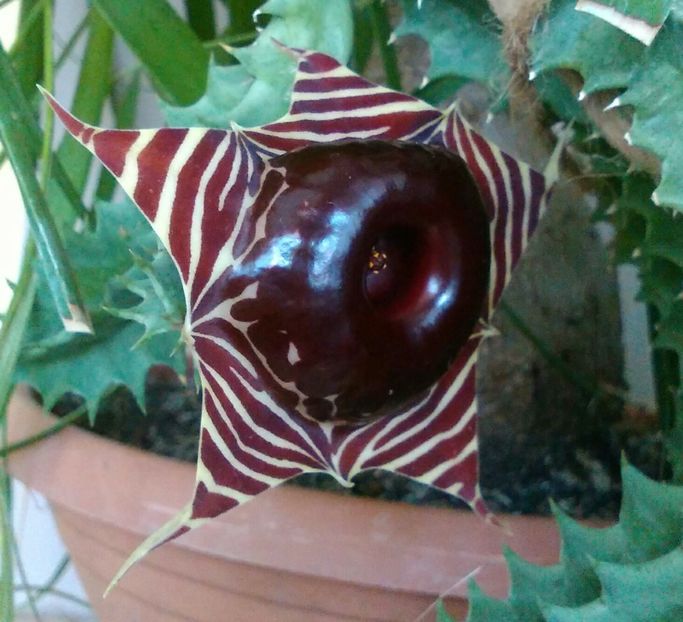 huernia zebrina - Cactusi și suculente