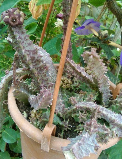 multe floricele ....,,puturoase,, - Cactusi și suculente