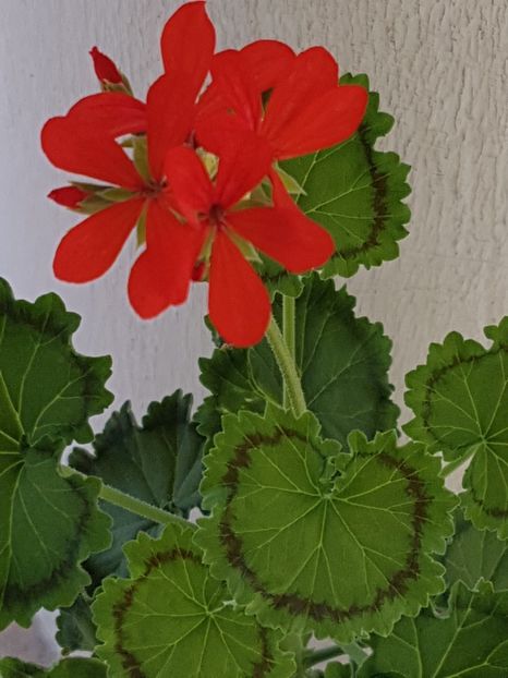 Distinction - Muscate de colectie 2019