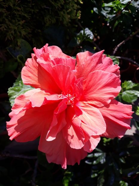 2019 - HIBISCUS HOLLY S PRIDE