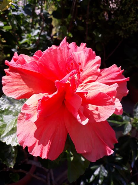  - HIBISCUS HOLLY S PRIDE