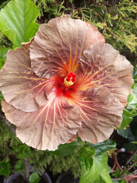  - 1- HIBISCUS 2019