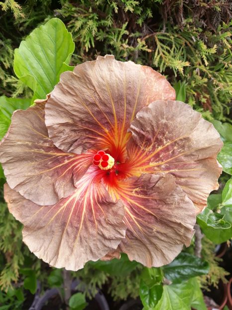  - 1- HIBISCUS 2019