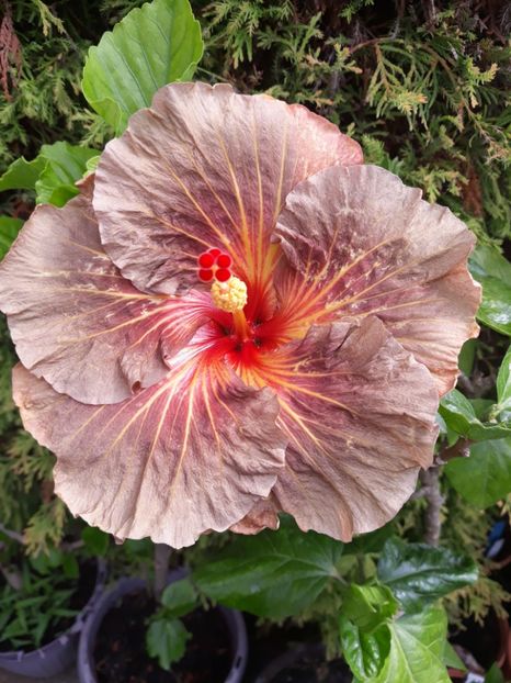  - 1- HIBISCUS 2019