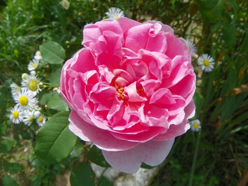 Cottage Rose - Trandafiri 2019 4