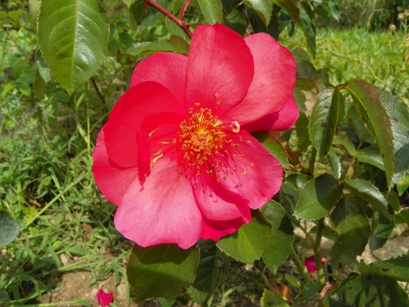 So Pretty - Trandafiri 2019 4