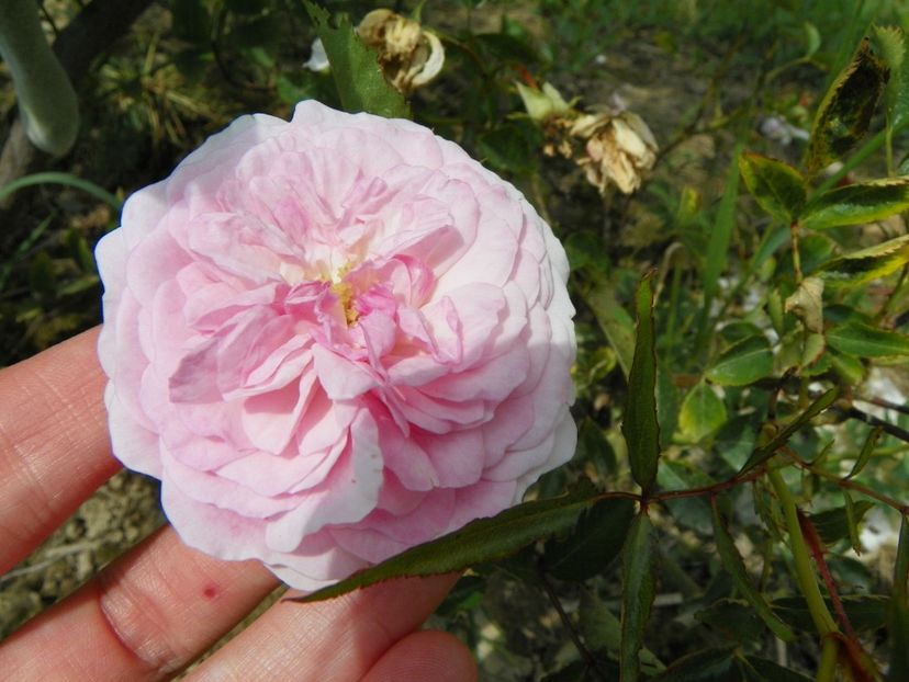 Pink Prosperity - Trandafiri 2019 4