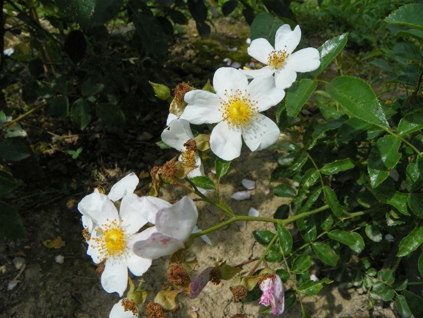 Snow Star - Trandafiri 2019 4