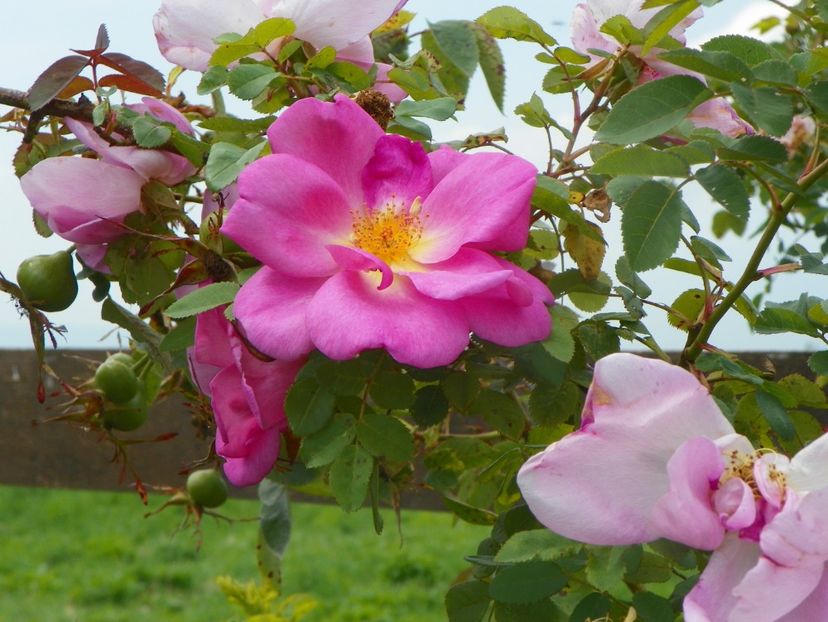 Marguerite Hilling - Trandafiri 2019 4