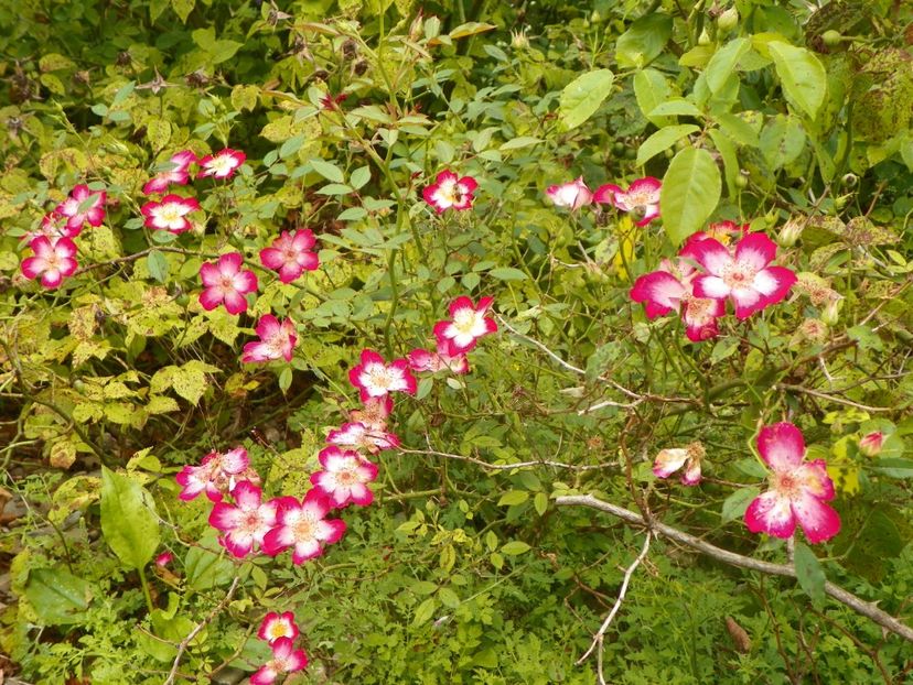 Star Profusion - Trandafiri 2019 4