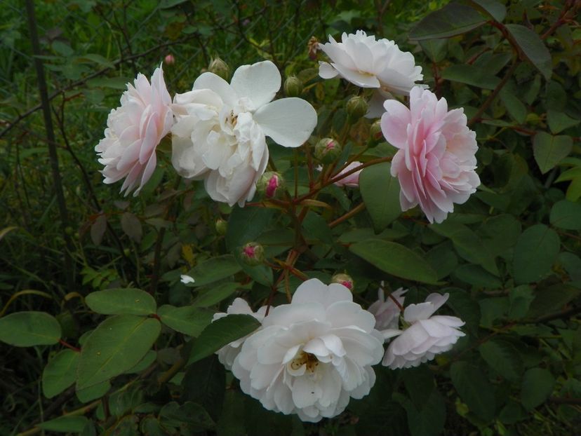 Rose Delacroix - Trandafiri 2019 4