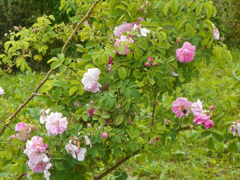Autumn Damask - Trandafiri 2019 4