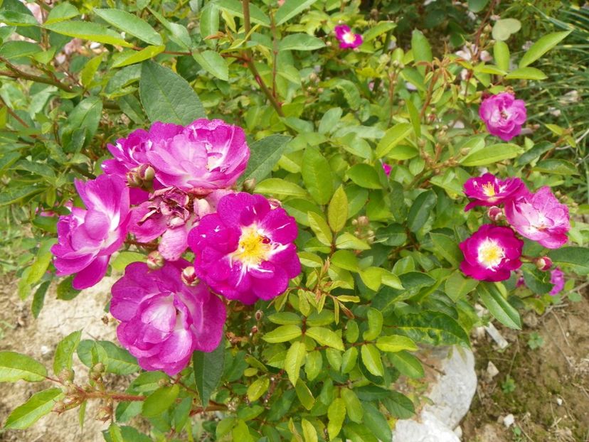 Lauren - Trandafiri 2019 4